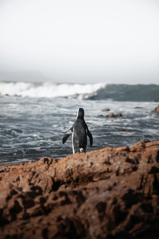 a bird that is sitting in the water