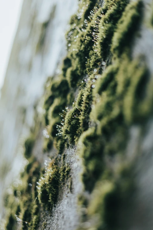 green leaves growing on the side of a building