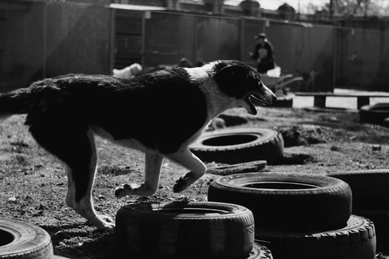 a dog standing on top of a pile of tires