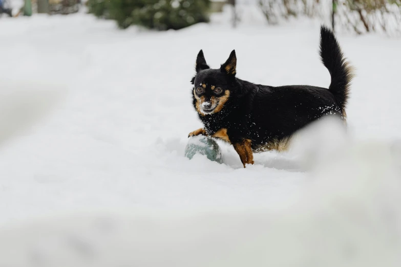 a dog playing in the snow with a plastic toy