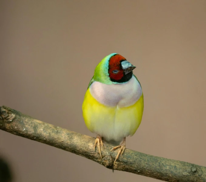 a yellow bird with green feathers perched on a nch