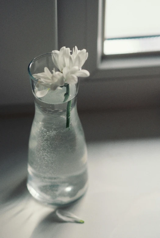 a flower in a vase sitting next to a window