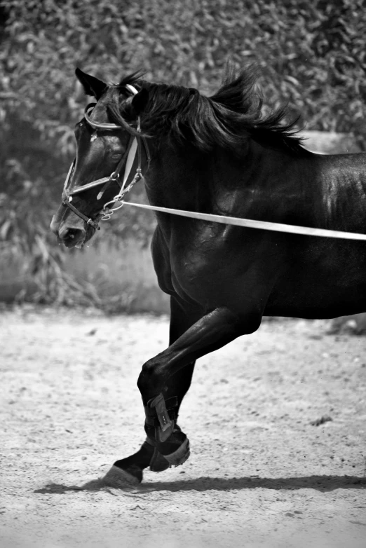 a horse that is standing on some dirt