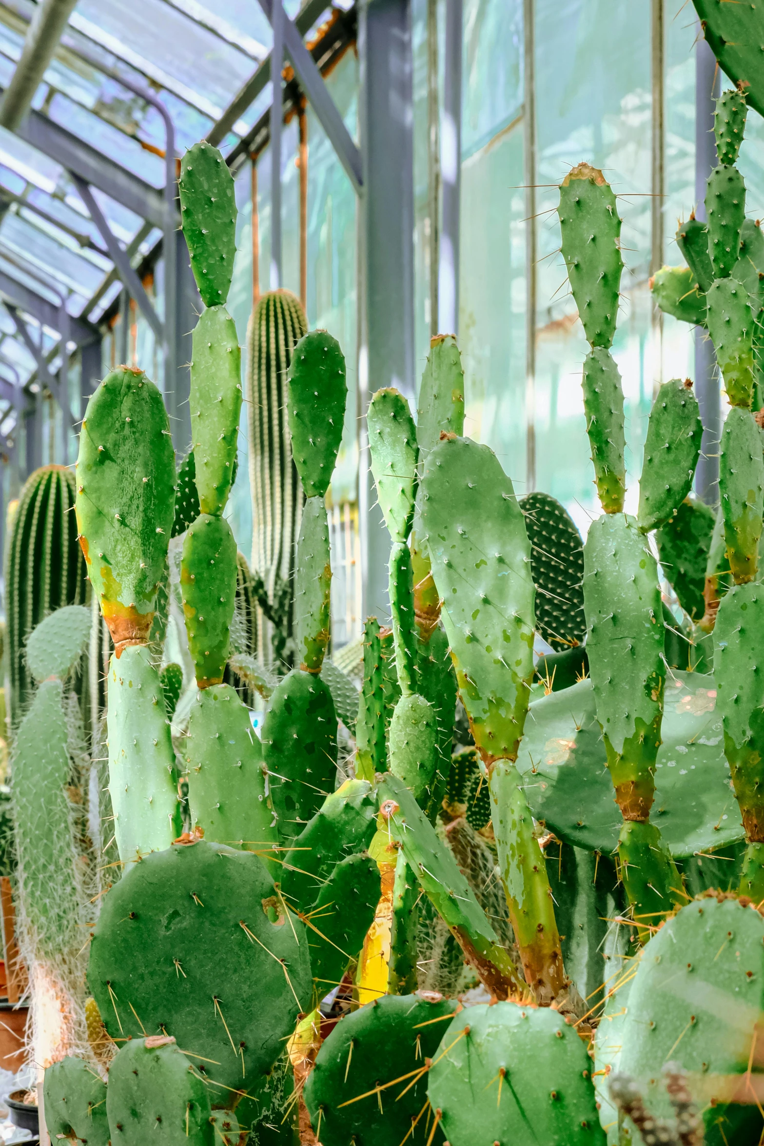 cactus inside greenhouse, with multiple species of cacti