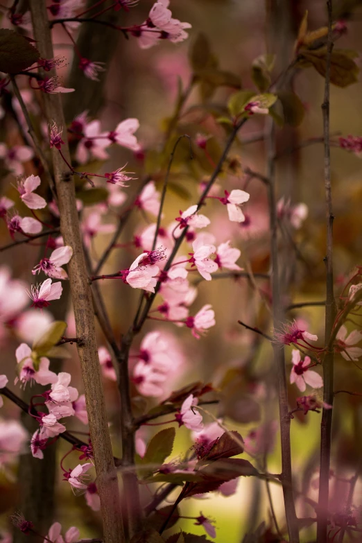 the flowering nches of a tree are blurred with light