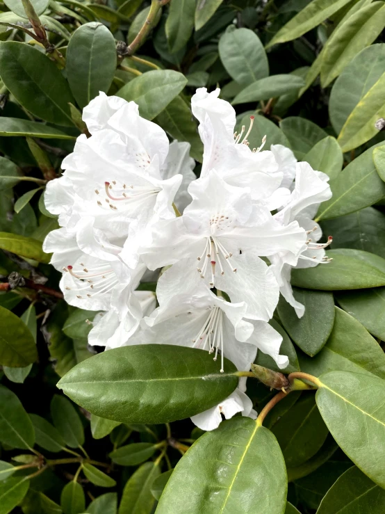 white flowers in the midst of some green leaves