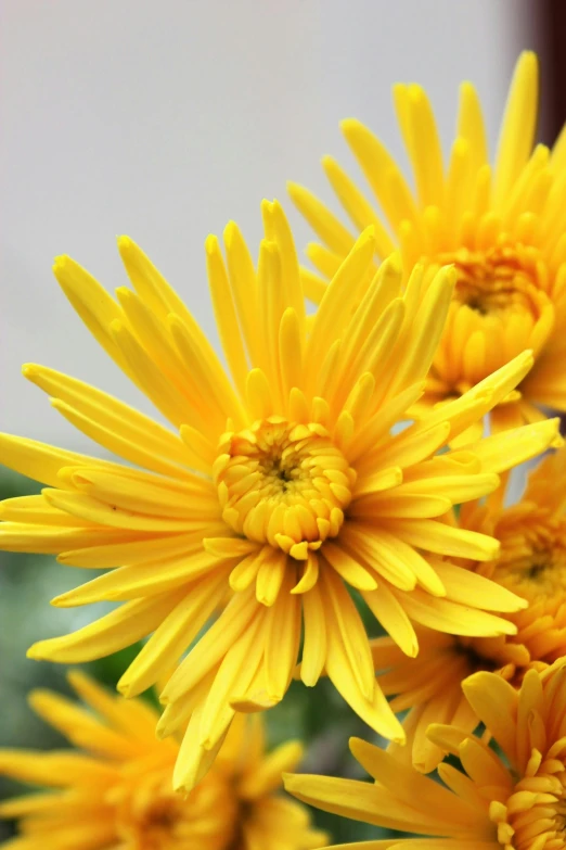 the flowers are showing very yellow centers and petals