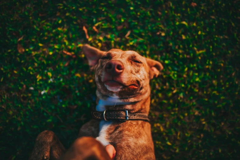 a dog has his eyes closed while sitting in the grass