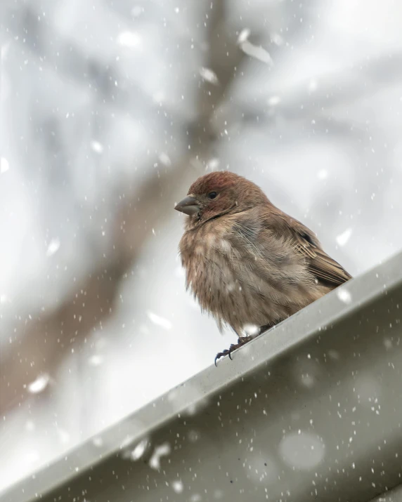 a bird sitting on a gutter in the snow
