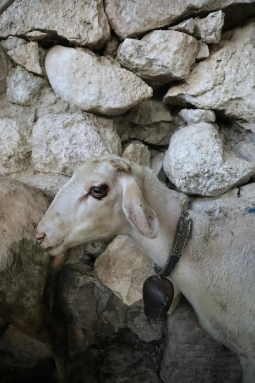 a sheep with a bell on its neck is standing near rocks