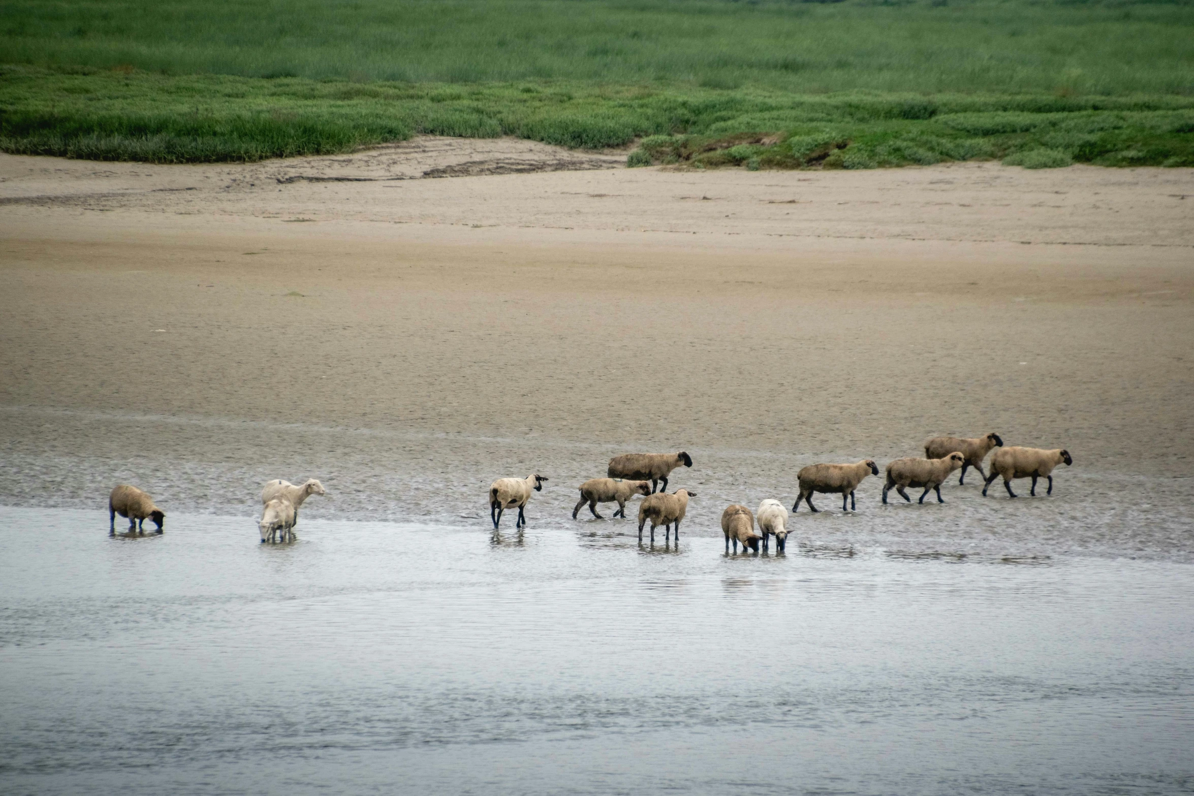 a flock of sheep and goats walking in the water