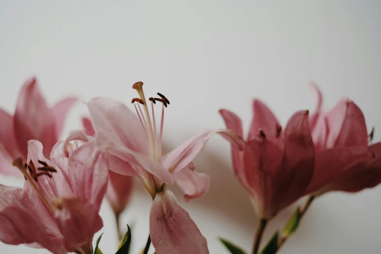 a close up image of pink flowers with only one blooming