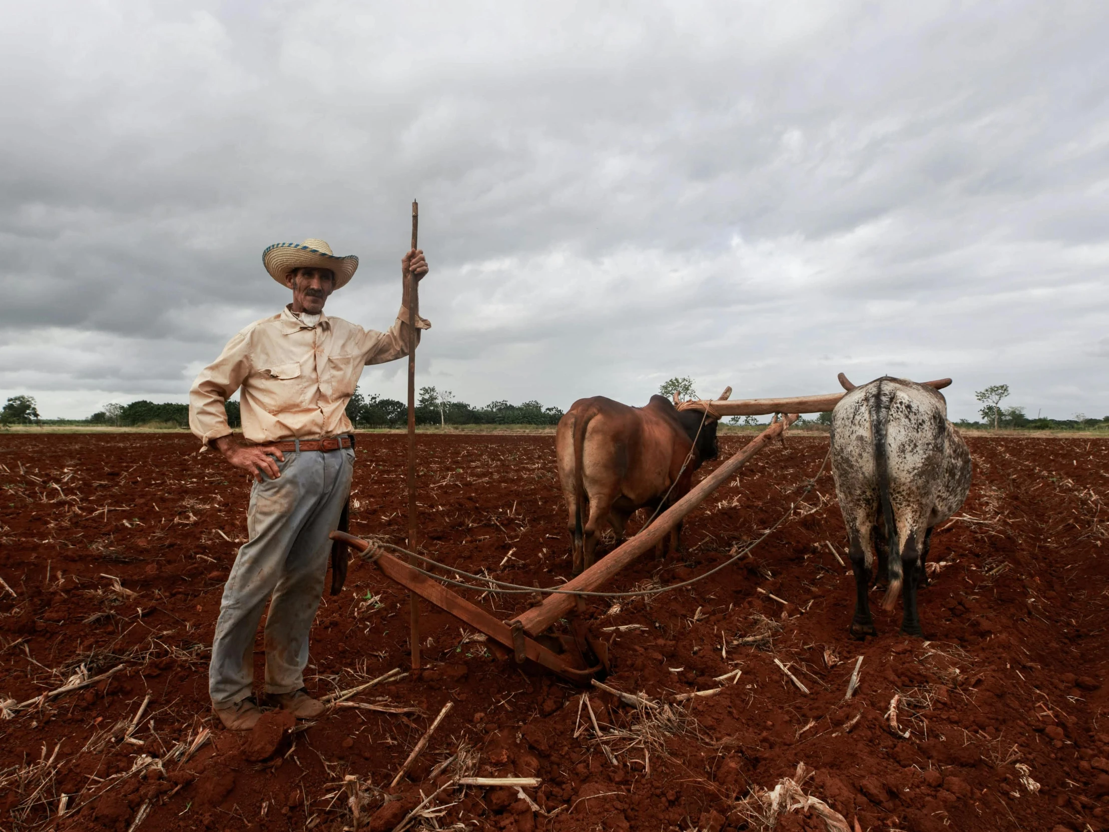 a man standing next to two cows in the middle of the ground