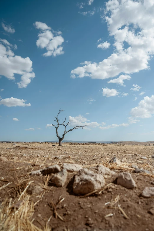 a lone tree stands in the middle of a barren desert landscape