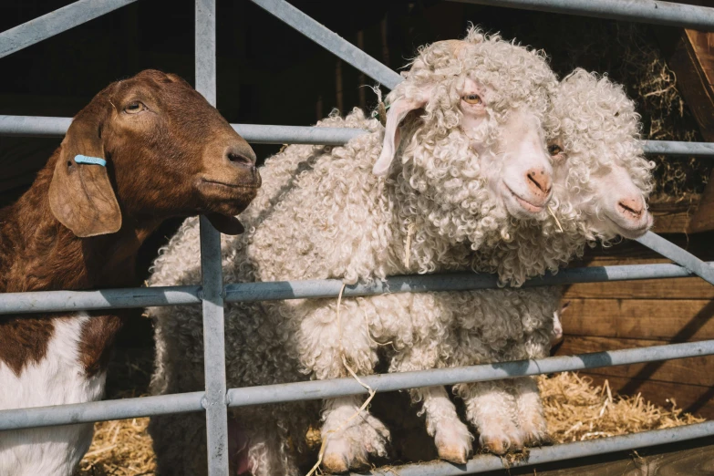 some sheep looking over a fenced in area