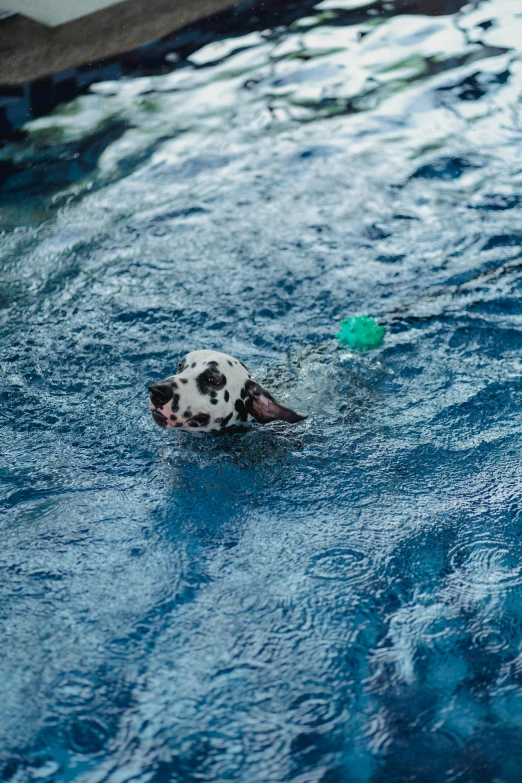 a dalmatian dog playing in the pool