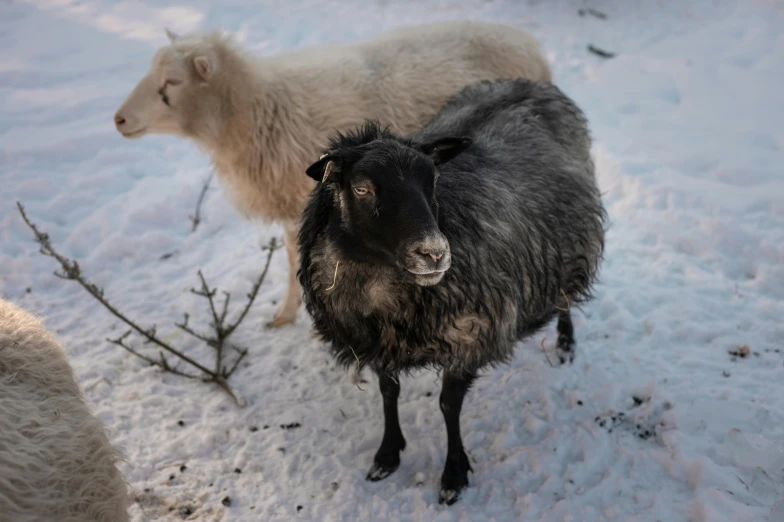 two black and white sheep stand in the snow