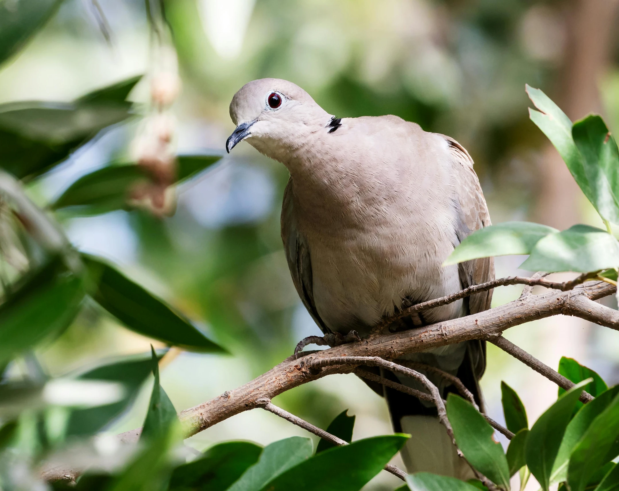 a small gray bird sits on a tree nch