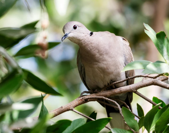 a small gray bird sits on a tree nch