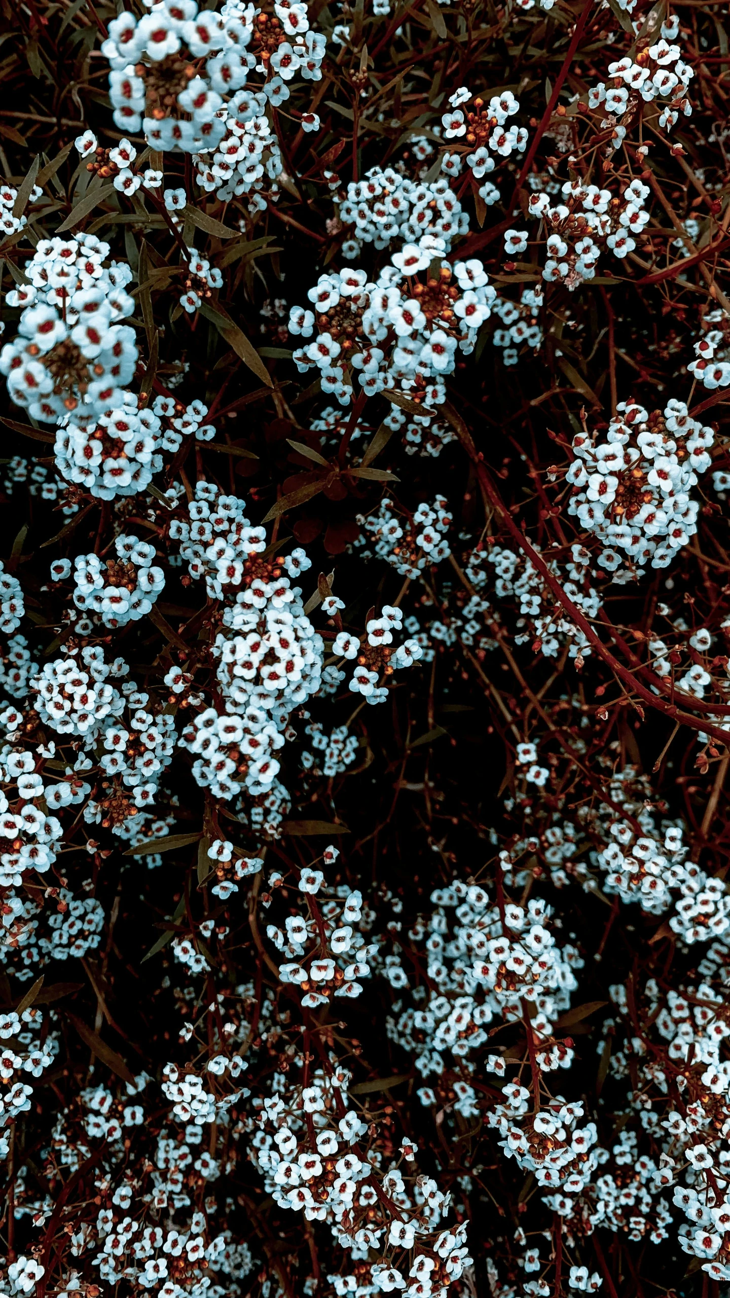 some small white flowers in an area