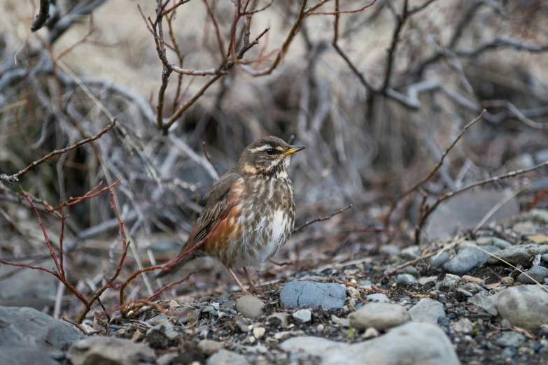 a brown bird standing on top of rocks and debris