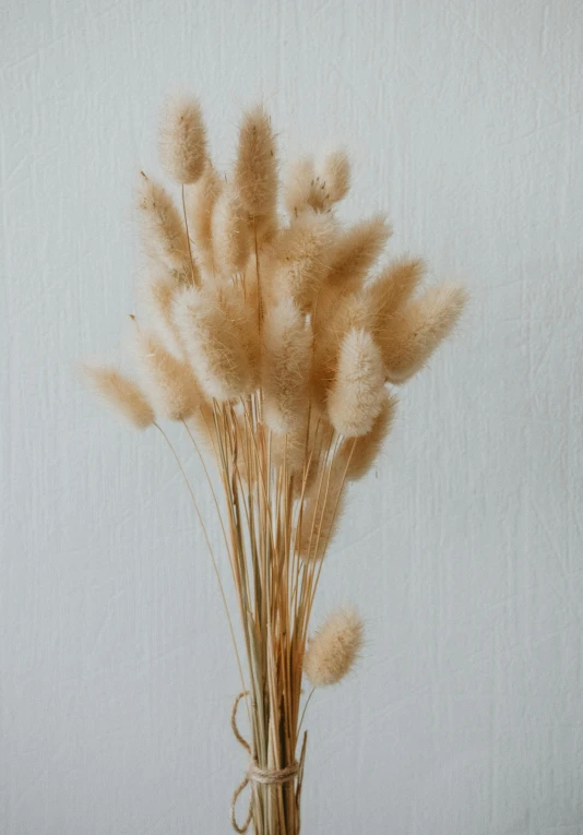 dried grasses in vase on shelf on wall