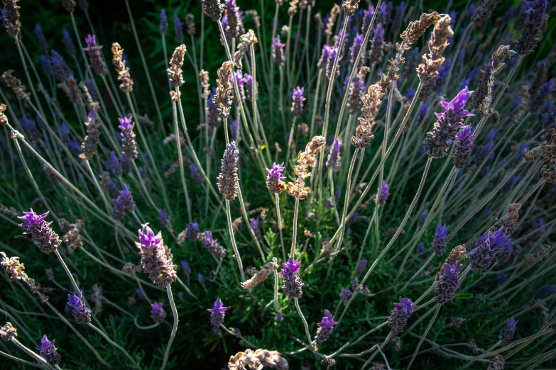 an assortment of small purple flowers in a garden