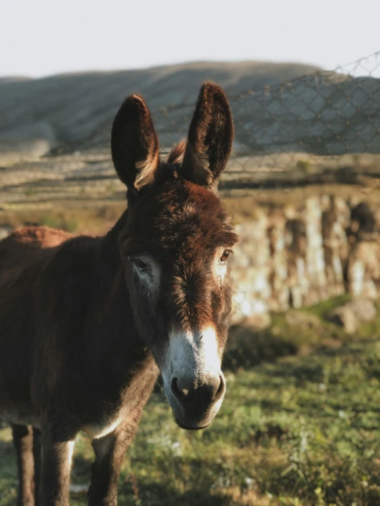 the head of a donkey, with earphones attached