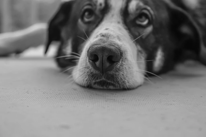 a dog laying on the ground with its head close to the ground