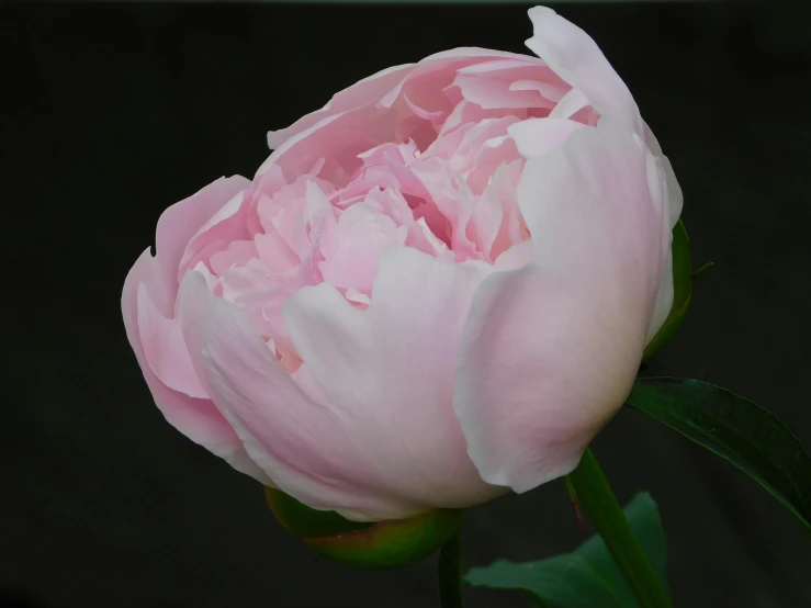 a pink flower with a green stem in the background