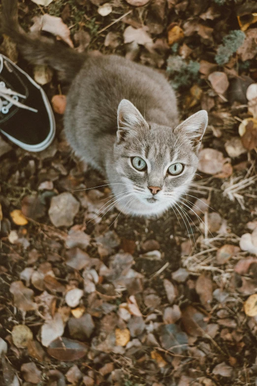 a cat standing between two shoes on rocks