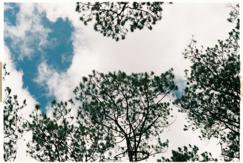 tree tops in a cloud filled sky with blue sky