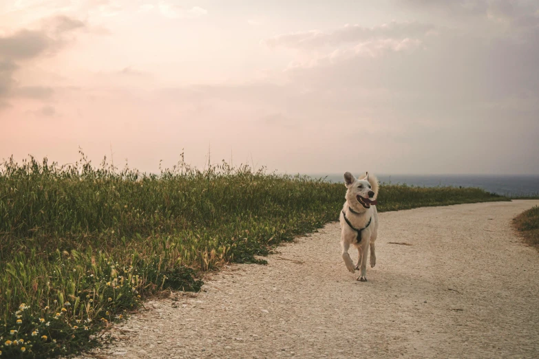 a dog that is walking across a gravel road