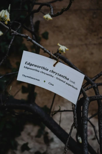 an image of a sign hanging from a tree