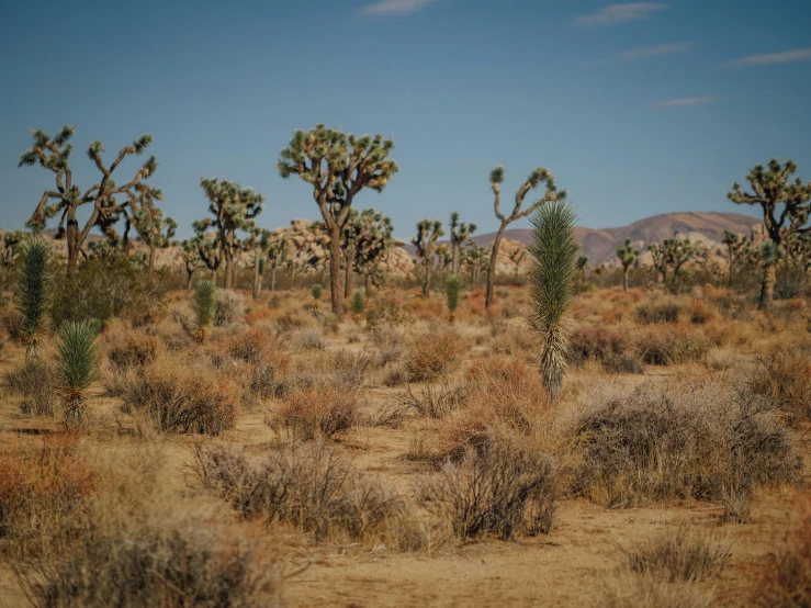 some bushes and trees with mountains in the background