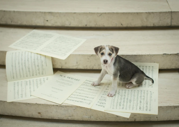 a small gray and white dog sitting on top of open books