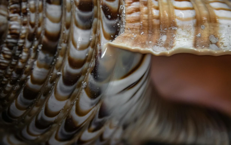 a close up of a feather with a textured design