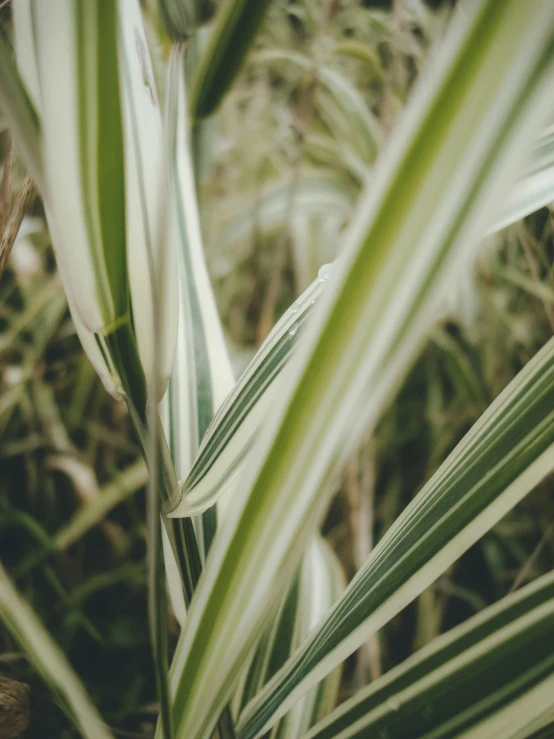 close up of a plant with thin green leaves