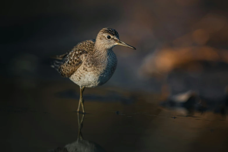 a bird standing on the water with dark background