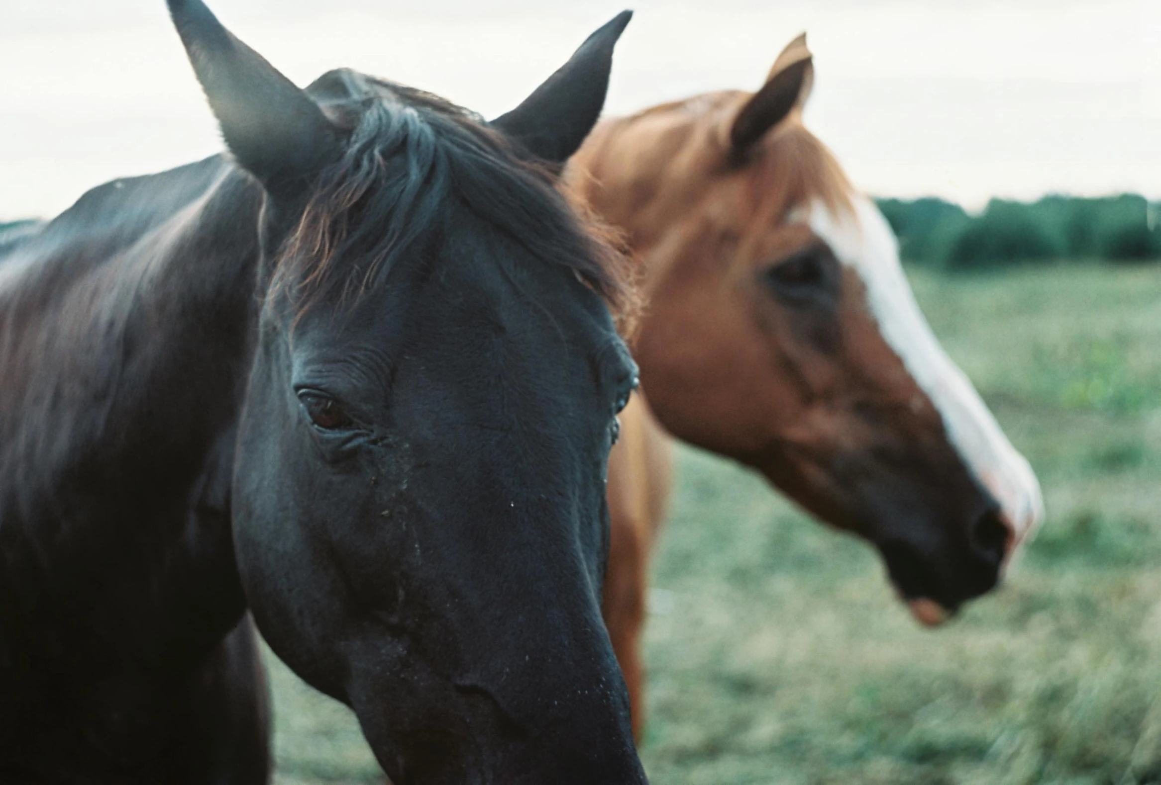 two horses standing in a green pasture facing the camera