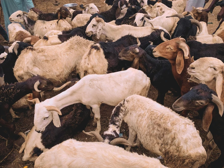 a number of goats on the ground near one another