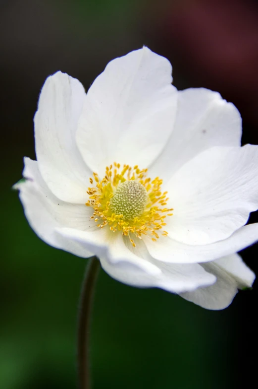 a single white flower in bloom with yellow center