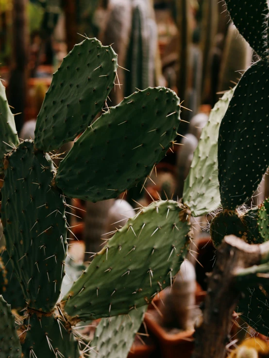 a cactus is growing next to some other plants