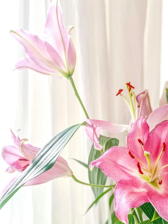 two pink lilies sitting in a vase