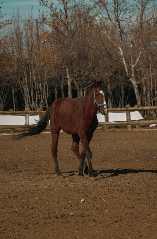 a horse standing on an empty dirt field