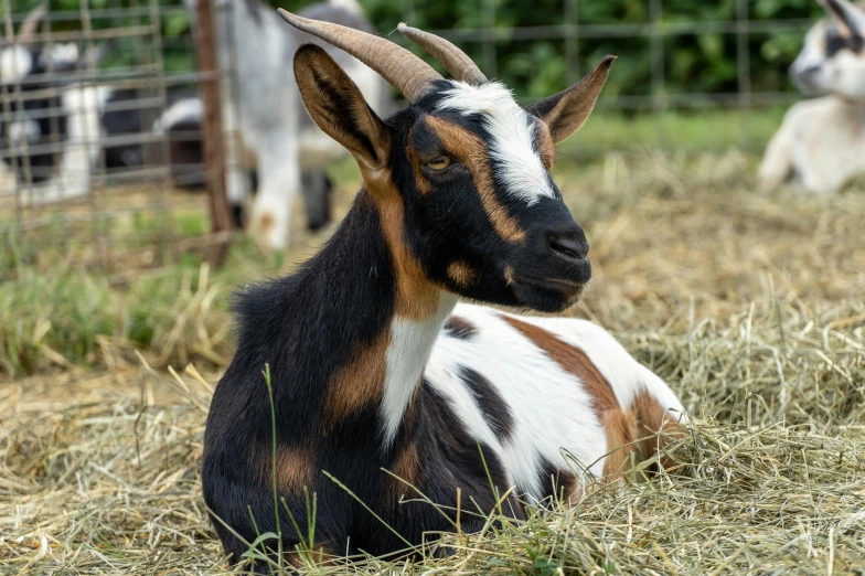 an adult goat rests in the hay, next to some other goats