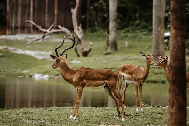 two deer standing by a pond in the woods