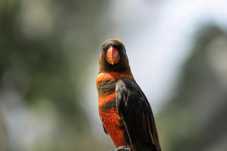 a very bright bird with a red chest is sitting on a tree limb