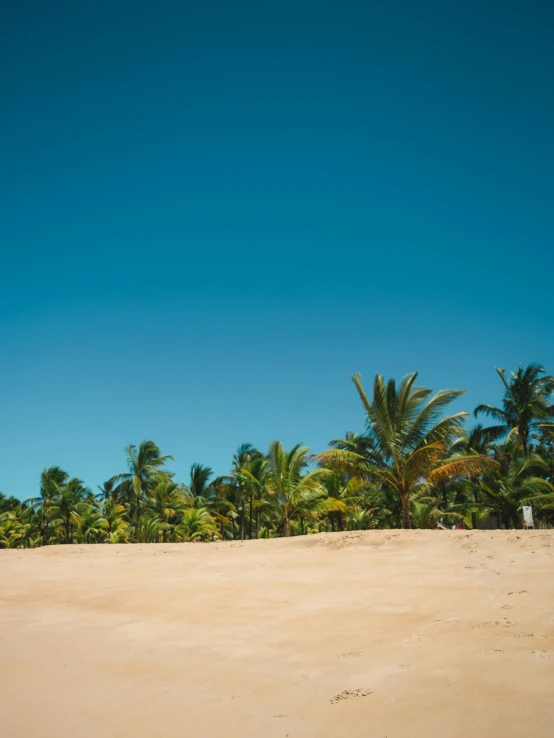 a sandy beach with palm trees on the horizon