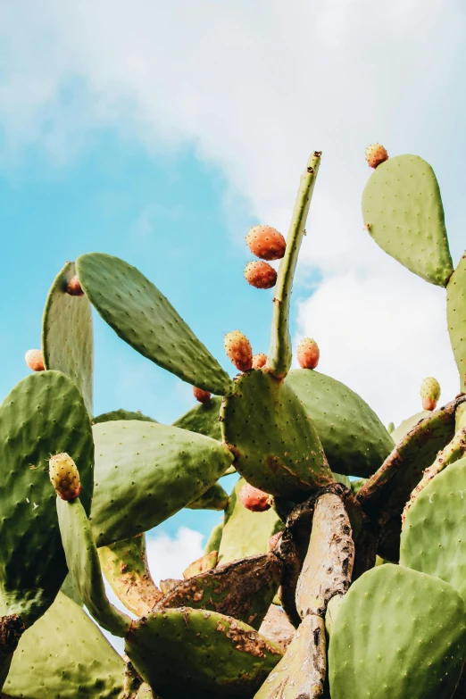 an up close view of many leaves and buds